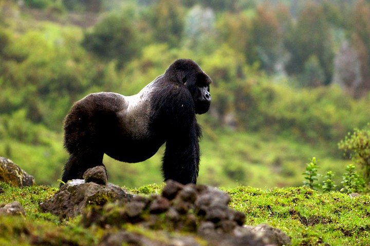 Gorilla trekking preparation
